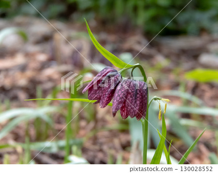 Pair of purple fritillary flowers Fritillaria meleagris 130028552