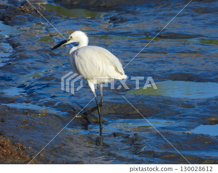 White Heron walking in a tidal flat White Heron walking in a tidal flat 130028612