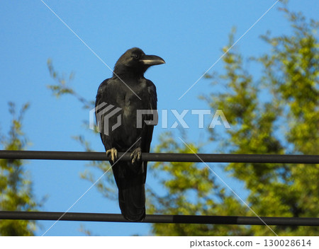 擱在電線上的冰雹玻璃 擱在電線上的冰雹玻璃 130028614
