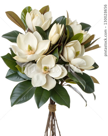 Bouquet of elegant magnolia flowers isolated on transparent background 130028656