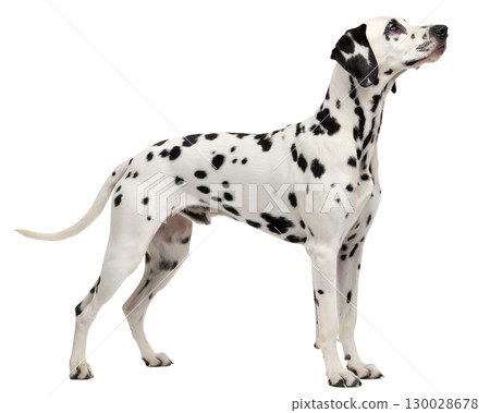 black-spotted Dalmatian on transparent background 130028678