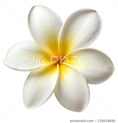 Tropical frangipani (plumeria) flower isolated on transparent background 130028686
