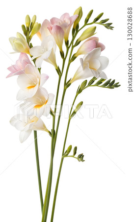 Elegant freesia flowers isolated on transparent background Elegant freesia flowers isolated on transparent background 130028688