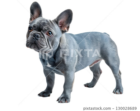 gray-blue French Bulldog on transparent background 130028689