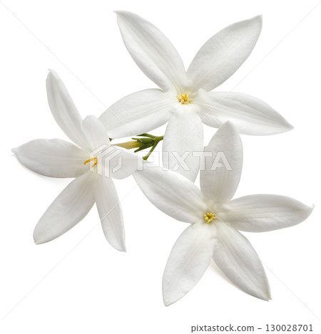 Star-shaped jasmine flowers on transparent background 130028701