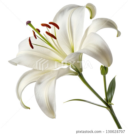 Elegant white lily isolated on transparent background 130028707