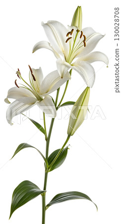 Elegant white lily isolated on transparent background 130028708