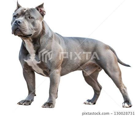 muscular pitbull terrier on transparent background 130028731