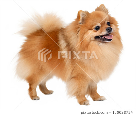 orange Pomeranian on transparent background 130028734