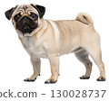 fawn pug on transparent background 130028737