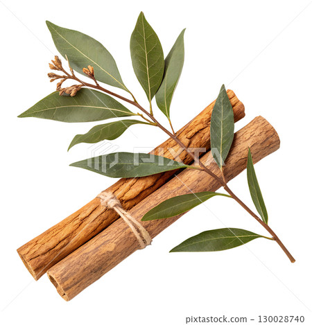 Sandalwood branches with aromatic leaves isolated on transparent background 130028740