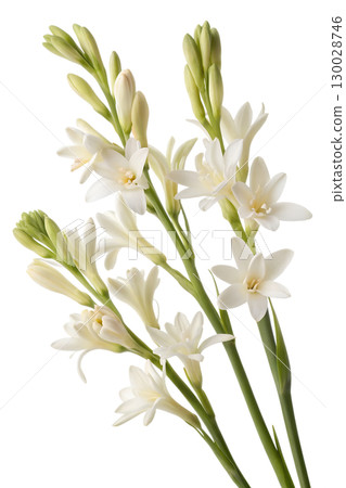 white tuberose flowers on transparent background 130028746