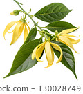 ylang-ylang flowers on transparent background 130028749