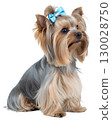 Yorkshire terrier dog on transparent background 130028750