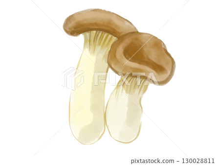 Hand-drawn watercolor illustration of freshly picked and delicious king oyster mushrooms 130028811
