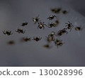 蜘蛛的孩子 130028996
