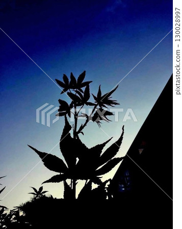 Autumn leaves in the garden 130028997