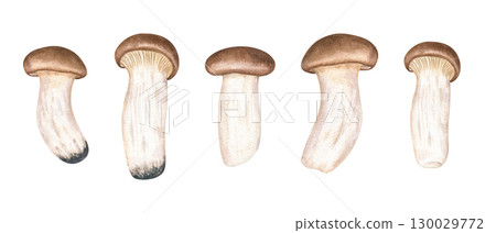 Edible King oyster trumpet mushroom eryngi clip art watercolor illustration on isolated background. Hand painted exotic delicious Asian eringii set for vegan and vegetarian healthy fusion, cooking,, Edible King oyster trumpet mushroom eryngi clip art watercolor illustration on isolated background. Hand painted exotic delicious Asian eringii set for vegan and vegetarian healthy fusion, cooking,, 130029772