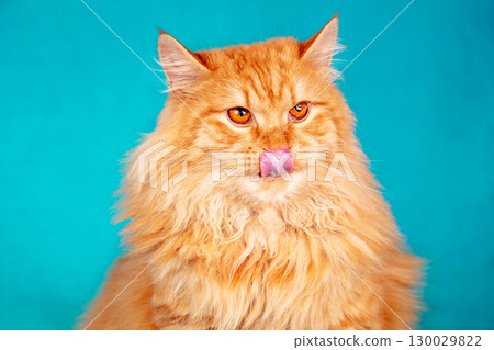 Red long-haired Siberian cat licks its lips on a blue background Red long-haired Siberian cat licks its lips on a blue background 130029822