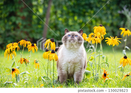 Cute adult color point cat walks outdoors in a flower lawn in summer Cute adult color point cat walks outdoors in a flower lawn in summer 130029823