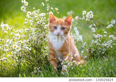 A cute little ginger and white kitten walks through a flower meadow in summer A cute little ginger and white kitten walks through a flower meadow in summer 130029824