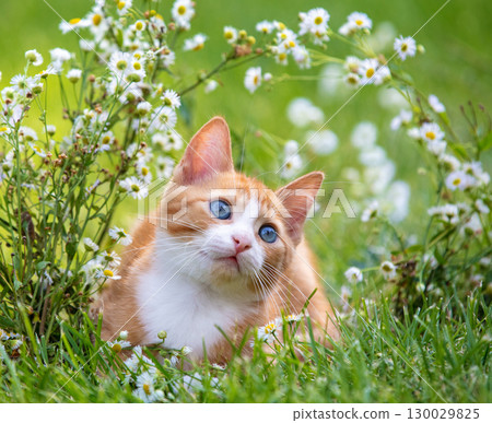 A portrait of a cute red and white small kitten in flower lawn in summer 130029825