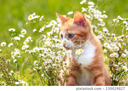 A portrait of a cute red and white small kitten in flower lawn in summer 130029827