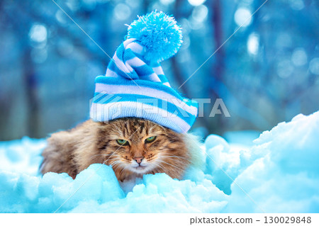 Funny cat in a hat with a pompom sits in deep snow in a winter park 130029848
