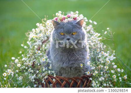Cute Blue British shorthair cat sitting on the grass with flowers in the summer garden Cute Blue British shorthair cat sitting on the grass with flowers in the summer garden 130029854