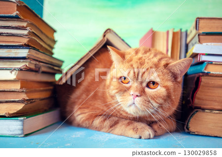 A smart ginger cat has made himself comfortable among stacks of old books 130029858