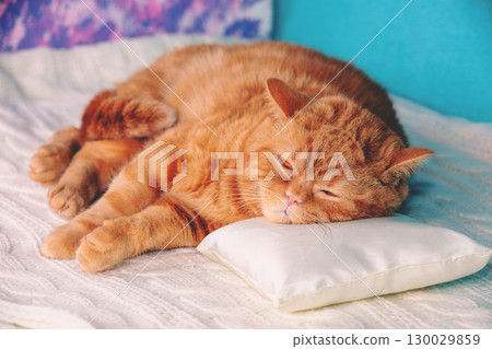 A ginger cat sleeps on a bed with a pillow under its head 130029859