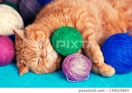 Beautiful funny red British shorthair cat sleeps with many colorful balls of wool Beautiful funny red British shorthair cat sleeps with many colorful balls of wool 130029864
