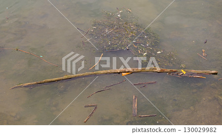Floating Trunk Polluted River Floating Trunk Polluted River 130029982