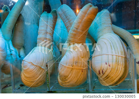 Pacific Geoduck Pacific Geoduck 130030005
