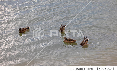 Mallard River Duck Birds Mallard River Duck Birds 130030081
