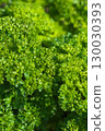 Spreading leaf parsley 130030393