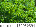 Spreading leaf parsley 130030394