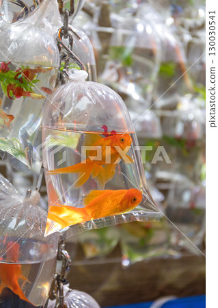 Two Gold Fish 130030541