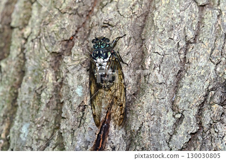 明敏半 明敏半 130030805