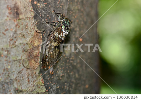 明敏半 明敏半 130030814