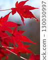 Autumnal maple leaves 130030997
