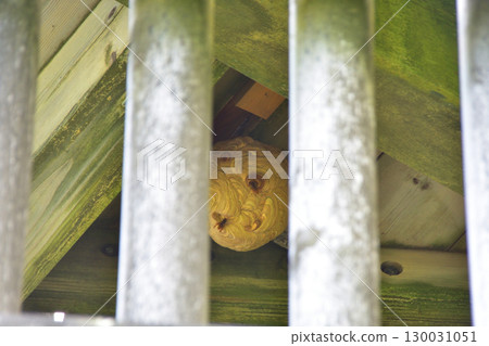 A yellow hornet's nest on the ceiling of the observation deck 130031051