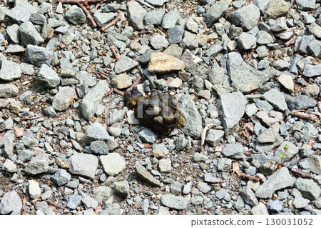 Ezo deer droppings 130031052