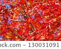 A maple tree bathed in sunlight in late autumn 130031091