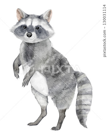 Raccoon with striped tail painted in watercolor. Illustration of forest animal for nursery posters. Art of nocturnal woodland dweller for baby greeting cards or invitations. Drawing for kids design. Raccoon with striped tail painted in watercolor. Illustration of forest animal for nursery posters. Art of nocturnal woodland dweller for baby greeting cards or invitations. Drawing for kids design. 130031114