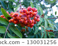Bunches of red rowan on a tree in a light spider web against the background of greenery and blue sky 130031256