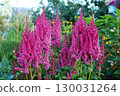 Bush close-up - Astilbe crimson, horizontal photo 130031264