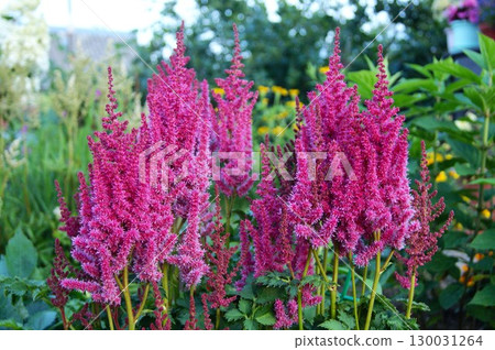 Bush close-up - Astilbe crimson, horizontal photo Bush close-up - Astilbe crimson, horizontal photo 130031264