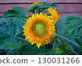 Young sunflower in the garden. Large yellow flower, macro photography. 130031266