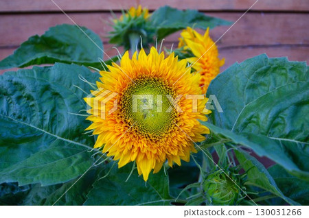 Young sunflower in the garden. Large yellow flower, macro photography. Young sunflower in the garden. Large yellow flower, macro photography. 130031266